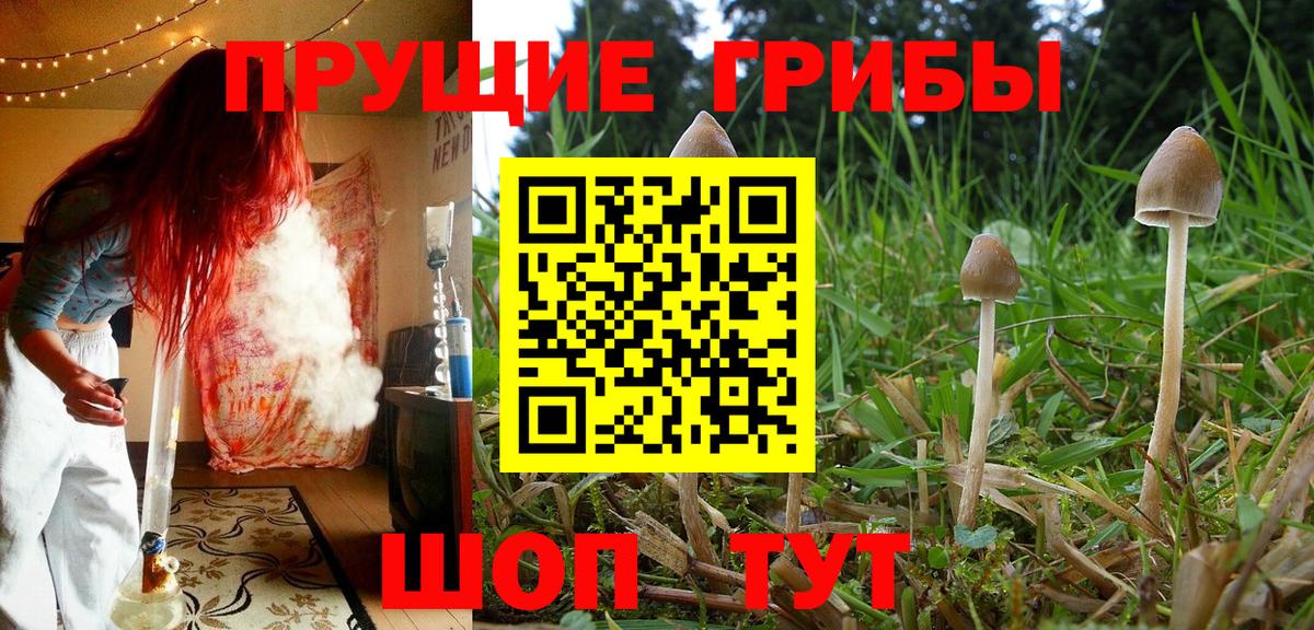 Галлюциногенные грибы прущие грибы Чернушка